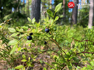 Kullerkupu tn 3, Kangru, Kiili vald, Harjumaa (3 foto / 6)
