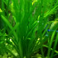 Аквариумные растения валлиснерия (фото #1)
