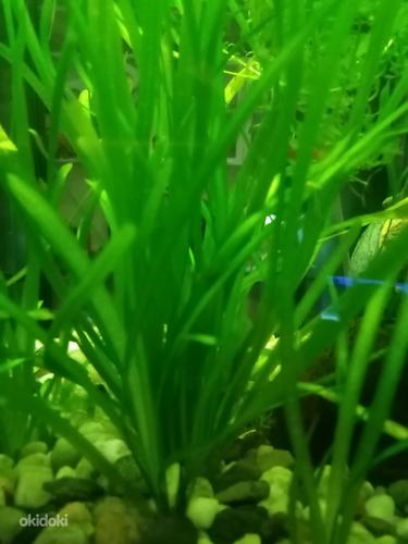 Vallisneria akvaariumi taimed (foto #1)
