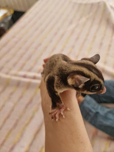 Suhkrupoos, lendorav possum käsiraamat (5 foto / 10)