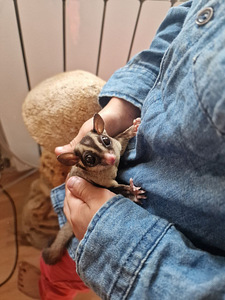 Suhkrupoos, lendorav possum käsiraamat (6 foto / 10)