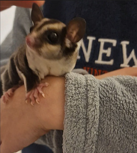 Suhkrupoos, lendorav possum käsiraamat (10 foto / 10)