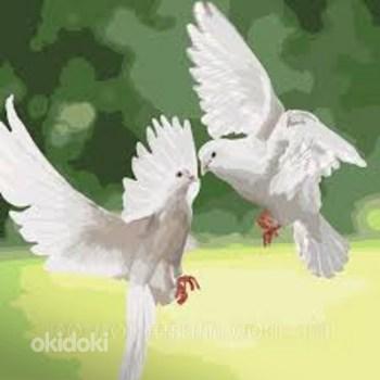 Белые голуби на свадьбу (фото #1)