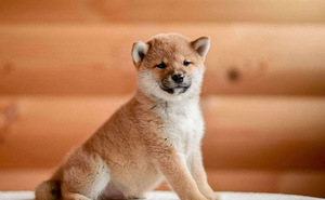 Shiba Inu kutsikad (4 foto / 8)