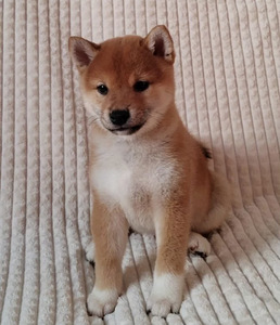 Shiba Inu kutsikad (8 foto / 8)