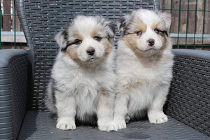 Aussi blue merle,blue eyes (3 foto / 8)