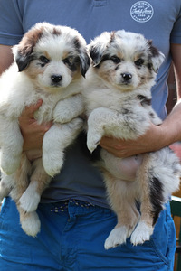 Aussi blue merle,blue eyes (7 foto / 8)