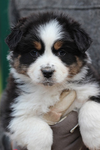 Aussi blue merle & black tricolor (6 foto / 10)