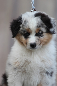 Austraalia lambakoer blue merle,blue eyes (5 foto / 8)