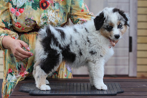 Austraalia lambakoer blue merle,blue eyes (7 foto / 8)