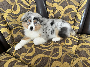 Austraalia lambakoer blue merle,blue eyes (1 foto / 8)