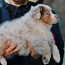 Очень пушистые щенки австралийской овчарки (фото #3)
