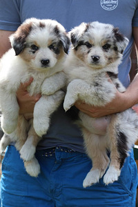 Australian sheperd tricolor & merle (2 foto / 10)