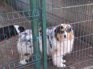 Australian sheperd tricolor & merle (8 foto / 10)
