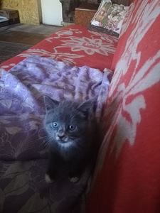 Отдам котят (2 фото из 2)