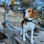 Beagle (foto #1)