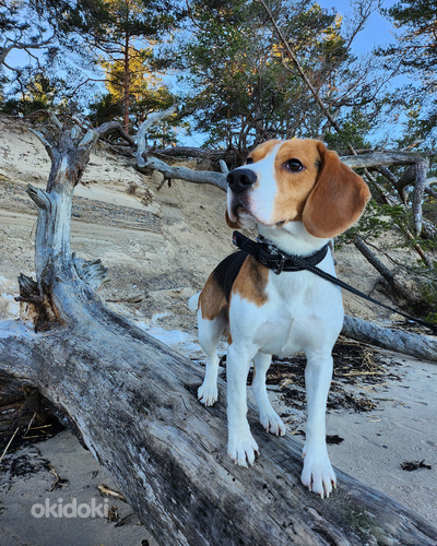 Beagle (foto #1)
