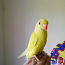 Попугай (фото #1)