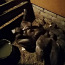 Бурые московские утки (фото #2)