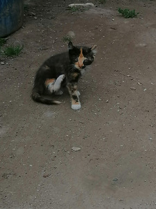 Котята ищут дом (6 фото из 6)