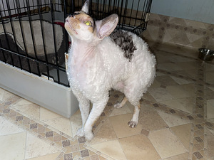 Kass otsib uut kodu (2 foto / 7)