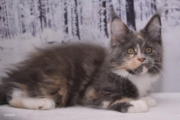 Maine Coon (foto #5)