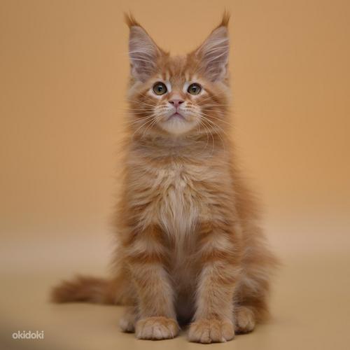 Maine coon (foto #10)