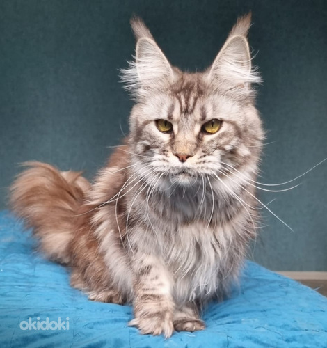 Maine coon (foto #7)