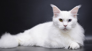 Maine coon