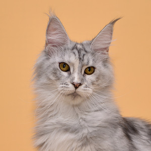 Maine coon