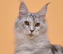 Maine coon