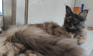 Котята Maine Coon (6 фото из 10)