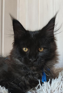Котята Maine Coon (7 фото из 10)