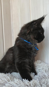 Котята Maine Coon (9 фото из 10)