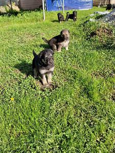 Saksa lambakoera kutsikad (6 foto / 8)