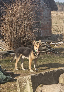 Saksa lambakoera kutsikad (8 foto / 8)