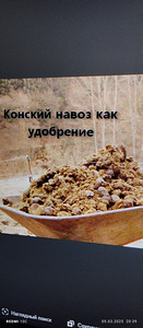 Продам навоз конский.