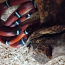 Молочная змея 1.0 (фото #1)