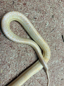 Python bivittatus 1.0 (3 foto / 4)