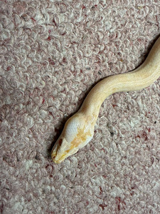 Python bivittatus 1.0 (4 foto / 4)