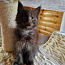 Maine coon (foto #2)