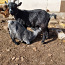 Камерунские карликовые козы (фото #3)