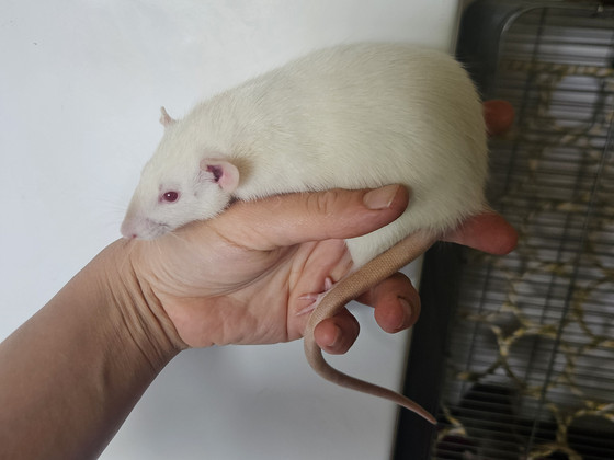 Kodurott Dumbo