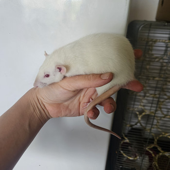 Kodurott Dumbo
