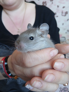 Deegu (3 foto / 4)