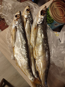 Marineeritud miinog ja angerjas. (9 foto / 9)