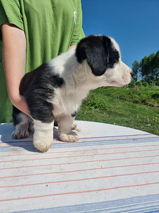 Welsh Corgi Cardigan (2 foto / 10)