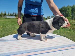 Welsh Corgi Cardigan (8 foto / 10)