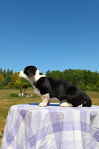 Welsh Corgi Cardigan (6 foto / 10)