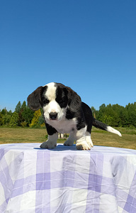 Welsh Corgi Cardigan (10 foto / 10)